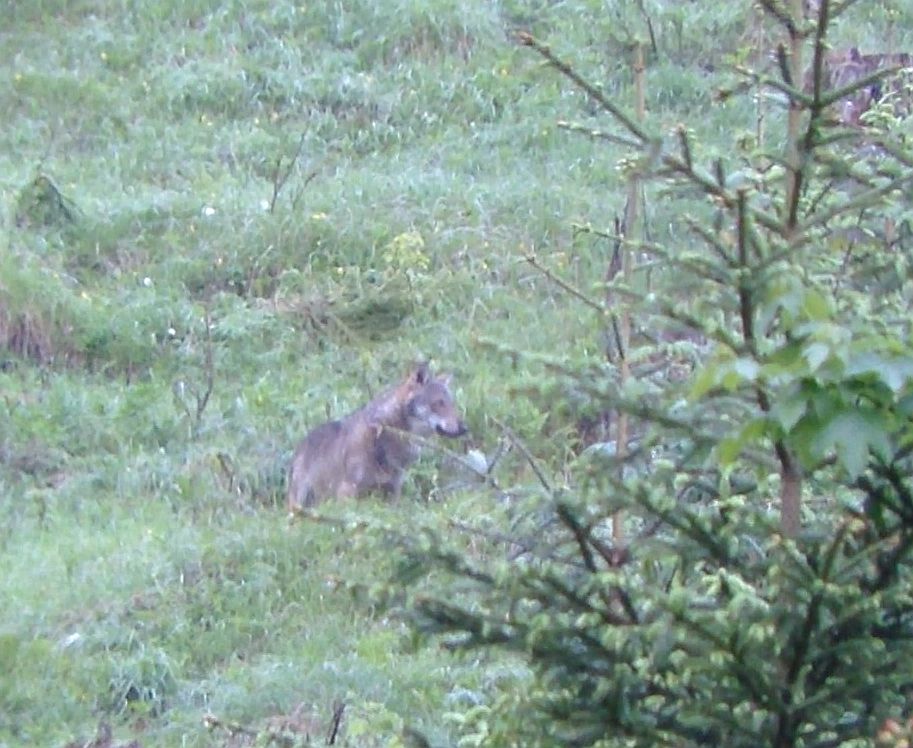 Foto eines gesichteten Wolfs