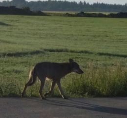 Aufnahme eines Wolfes  am 9.6.2017 im Landkreis Main-Spessart