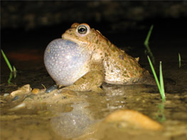 Kreuzkröte (Bufo calamita) Kreuzkröte (Bufo calamita)