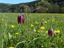 Schachblume in artenreicher Wiese im Sinntal