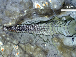 Orthocerat im Geotop bei Presseck