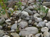 Blauflügelige Ödlandschrecke auf LfU-Außenanlagen