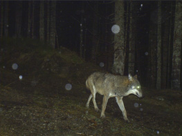 Aufnahme eines Wolfes im Nationalpark Bayerischer Wald (April 2016)