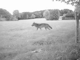 Aufnahme eines Wolfs im nördlichen Landkreis Cham
