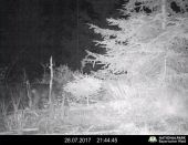 PM 34/2017:  Landesamt für Umwelt: Erster Nachweis von Jungwölfen im Bayerischen Wald 