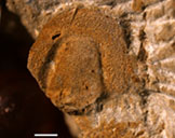 Unbekannter Dreilapperkrebs (Trilobit) aus der Triebenreuth-Formation.
Hinweis: Weiße Linie: 1 Millimeter