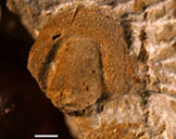 Unbekannter Dreilapperkrebs (Trilobit) aus der Triebenreuth-Formation.
Hinweis: Weiße Linie: 1 Millimeter Unbekannter Dreilapperkrebs (Trilobit) aus der Triebenreuth-Formation.
Hinweis: Weiße Linie: 1 Millimeter