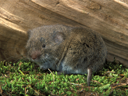 Die Kurzohrmaus (Microtus subterraneus) sieht der Bayerischen Kurzohrmaus sehr ähnlich. Die Kurzohrmaus (Microtus subterraneus) sieht der Bayerischen Kurzohrmaus sehr ähnlich.