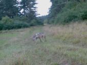 Aufnahme eines Wolfs auf dem Truppenübungsplatz Grafenwöhr (5. September 2016)