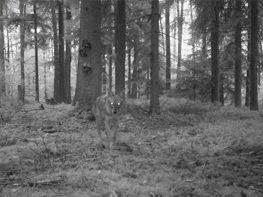 PM 41/2017:  Landesamt für Umwelt: Wolf auf Truppenübungsplatz Grafenwöhr fotografiert 