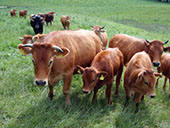 Murnau-Werdenfelser Mutterkuh-Herde