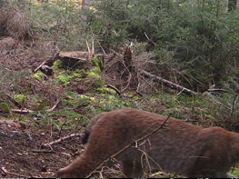 Aufnahme einer Fotofalle im Landkreis Main-Spessart