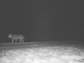 Aufnahme eines wolfsähnlichen Tiers im Oberallgäu Aufnahme eines wolfsähnlichen Tiers im Oberallgäu