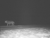 Aufnahme eines wolfsähnlichen Tiers im Oberallgäu