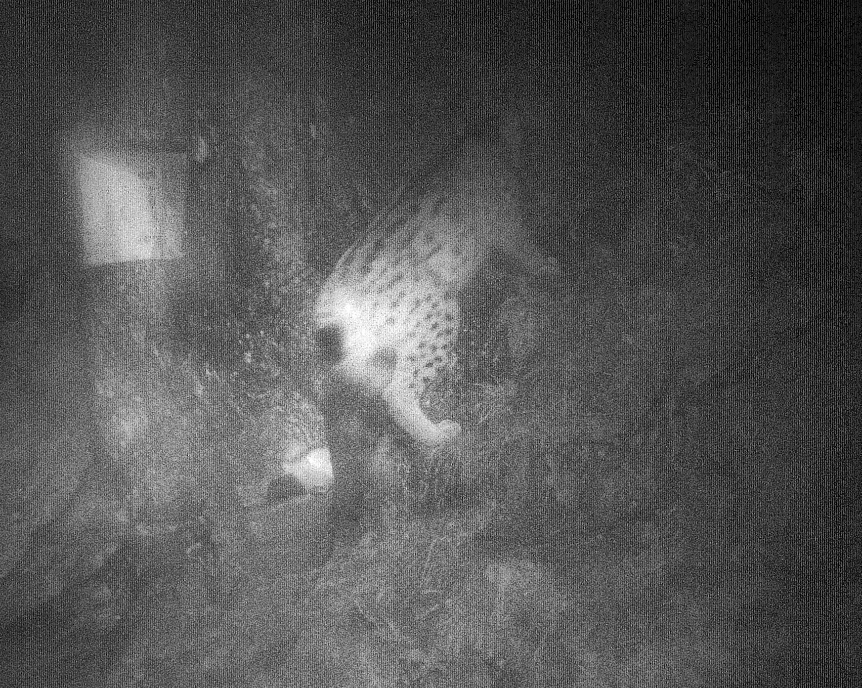 Anfang Dezember 2015: Automatische Kamera zur Wildtierbeobachtung fotografiert Luchs im südwestlichen Lkr. Berchtesgadener Land (Quelle: privat) Anfang Dezember 2015: Automatische Kamera zur Wildtierbeobachtung fotografiert Luchs im südwestlichen Lkr. Berchtesgadener Land