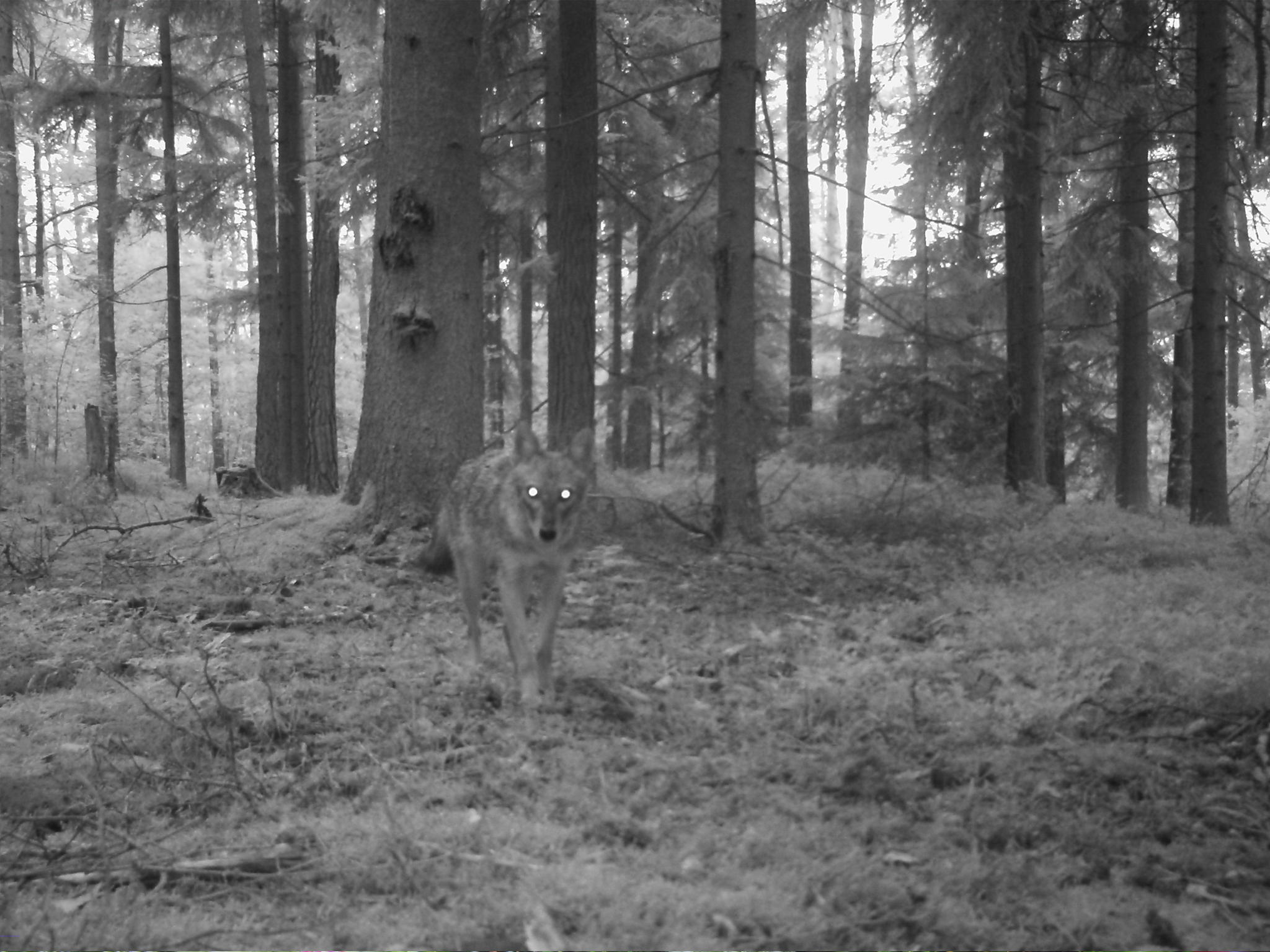  Aufnahme eines Wolfs auf dem Truppenübungsplatz Grafenwöhr (5. September 2016)