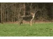 PM 18/2018:  Wolfnachweis im Landkreis Regen, Aufnahmedatum 09.04.2018 