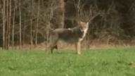 Wolfnachweis im Landkreis Regen, Aufnahmedatum 09.04.2018
