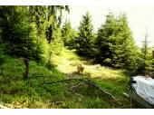 PM 20/2018:  Männlicher Luchs kurz nach der Freilassung im Steinwald 