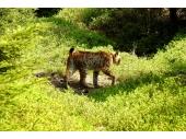 Männlicher Luchs kurz nach der Freilassung im Steinwald