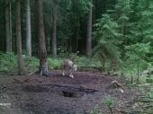 Wolf im Landkreis Schwandorf, Bild Fotofalle, Quelle: privat