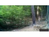 PM 34/2018:  Wolfnachweis Landkreis Rhön-Grabfeld 