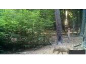 PM 34/2018:  Wolfnachweis Landkreis Rhön-Grabfeld 