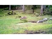 Standbild einer Videoaufnahme von vier Jungwölfen im Veldensteiner Forst Standbild einer Videoaufnahme von vier Jungwölfen im Veldensteiner Forst