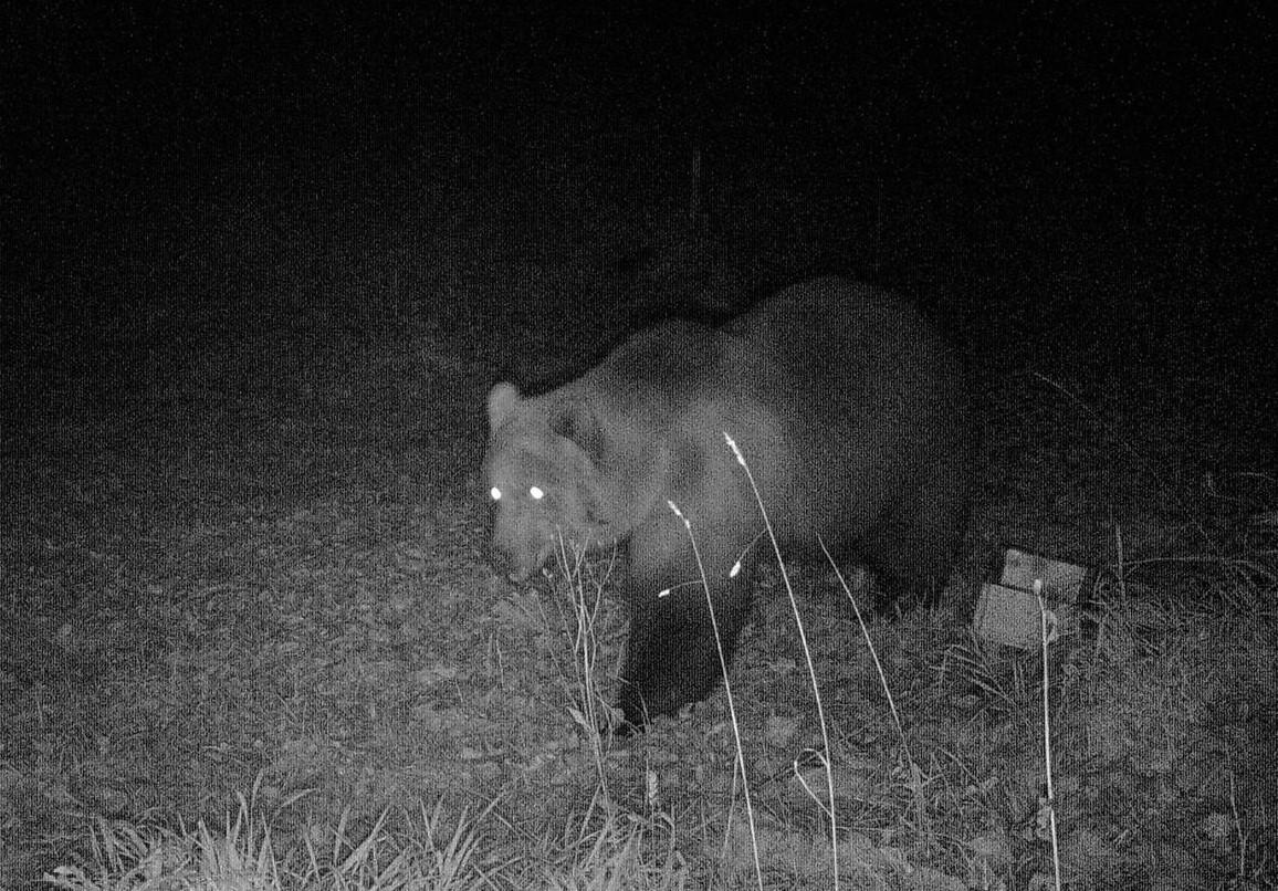 Fotonachweis eines Bären im Landkreis Garmisch-Partenkirchen