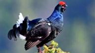Birkhähne nutzen zur Balz hohe und markante Bäume, von denen aus sie ihre Balzstrophen vortragen.