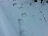 Bestätigter Hinweis auf einen Braunbären durch Trittsiegel im Schnee