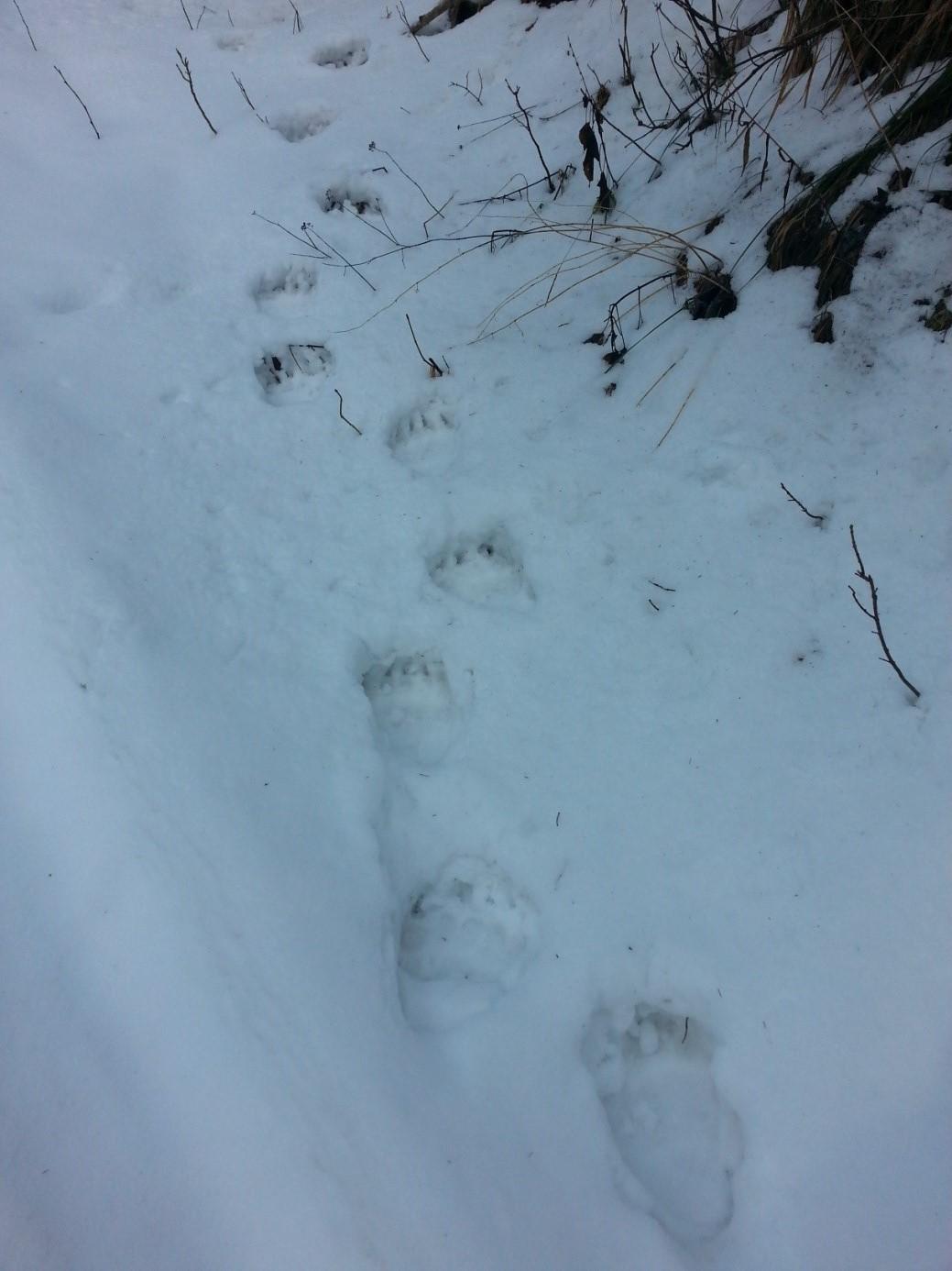  Bestätigter Hinweis auf einen Braunbären durch Trittsiegel im Schnee