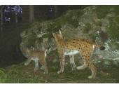 PM 09/2020:  Luchsin mit Jungtier - dokumentiert in Ostbayern durch eine automatische Wildtierkamera 