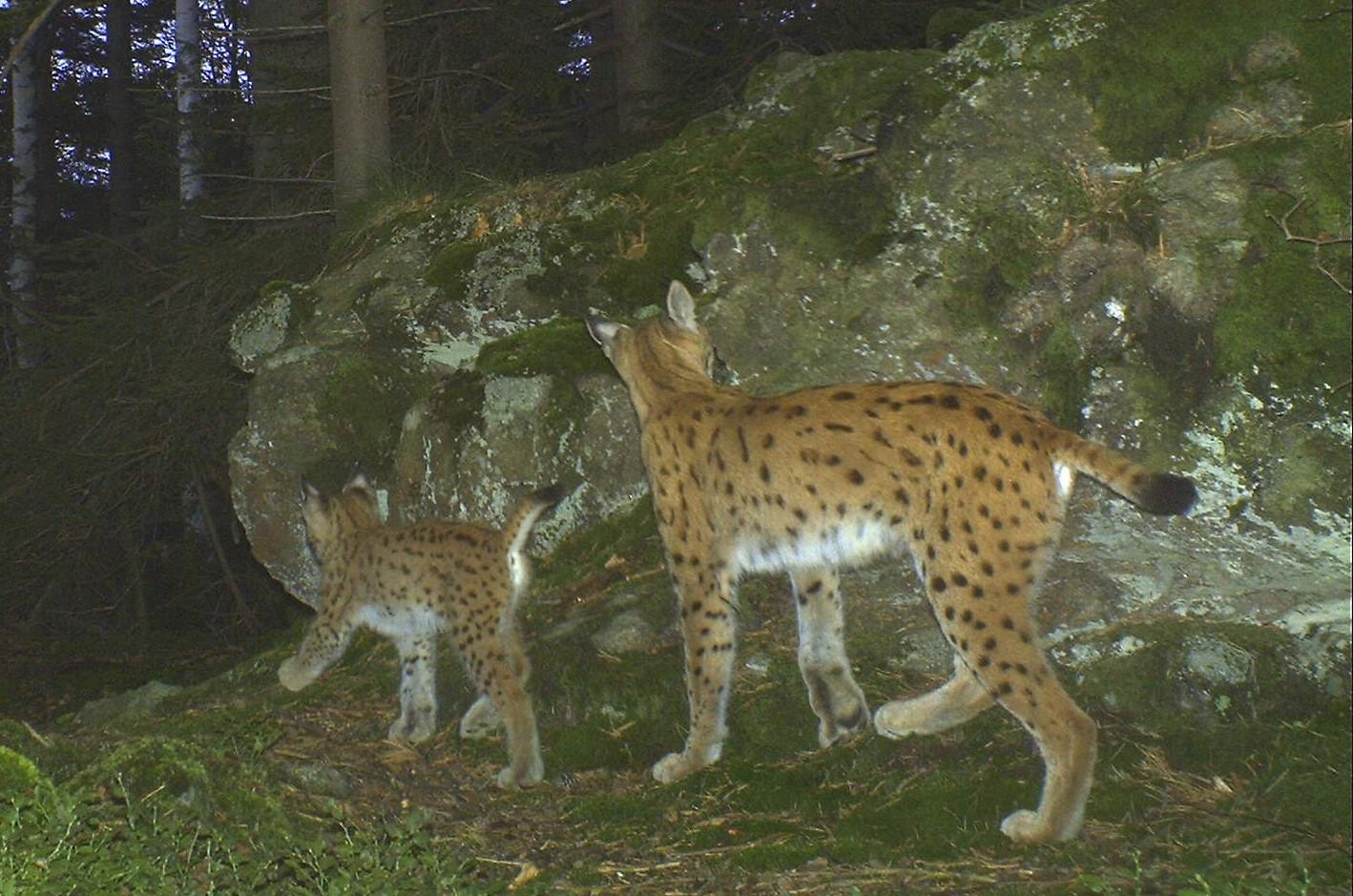  Luchsin mit Jungtier - dokumentiert in Ostbayern durch eine automatische Wildtierkamera