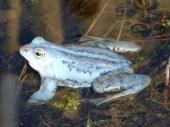 Zur Paarungszeit wechseln Moorfrosch-Männchen ihre Farbe bis zu einem intensiven Blau.