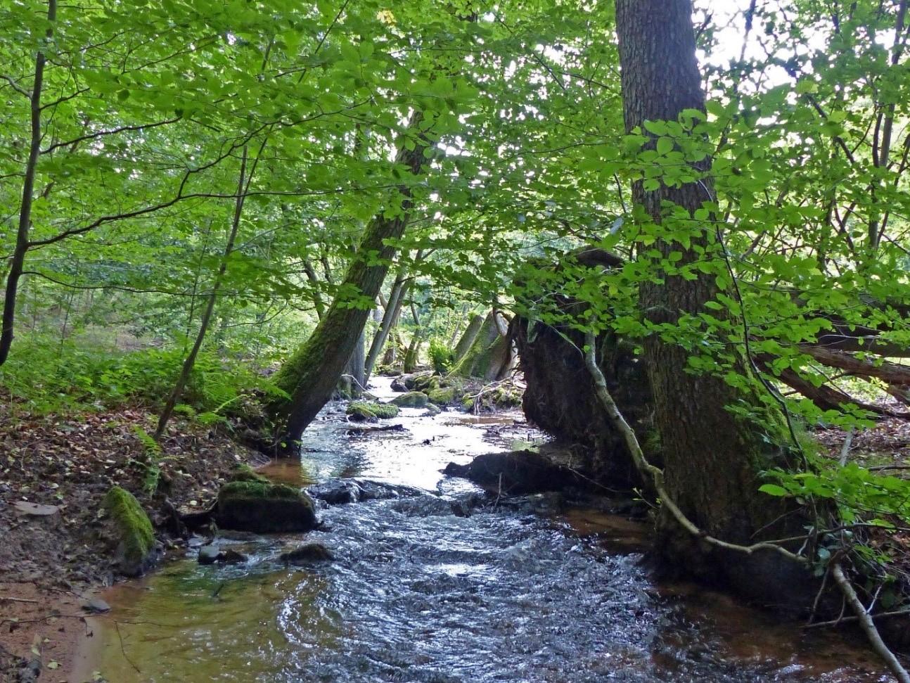 Strukturreichtum ist ein Indiz für hohe Artenvielfalt - wie hier an einem unverbauten Abschnitt des Aubachs. (Quelle: Dirk Bönsel) Strukturreichtum ist ein Indiz für hohe Artenvielfalt - wie hier an einem unverbauten Abschnitt des Aubachs.