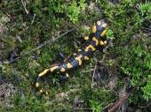 Der Feuersalamander ist durch seine gelb-schwarze Hautzeichnung leicht zu erkennen.