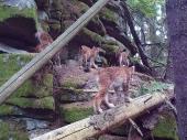 Zerklüftete Felsentürme und Waldeinsamkeit: Der Steinwald bietet dem Luchsweibchen und seinem Nachwuchs gute Lebensbedingungen.