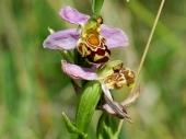 PM 34/2020:  Die Bienenragwurz ist eine der seltenen Orchideenarten in den Würzburger Magerrasen. 