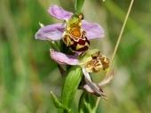 Die Bienenragwurz ist eine der seltenen Orchideenarten in den Würzburger Magerrasen.