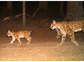 PM 08/2021:  Das Bild einer automatischen Wildtierkamera dokumentiert eine Luchsin mit zwei Jungtieren. 