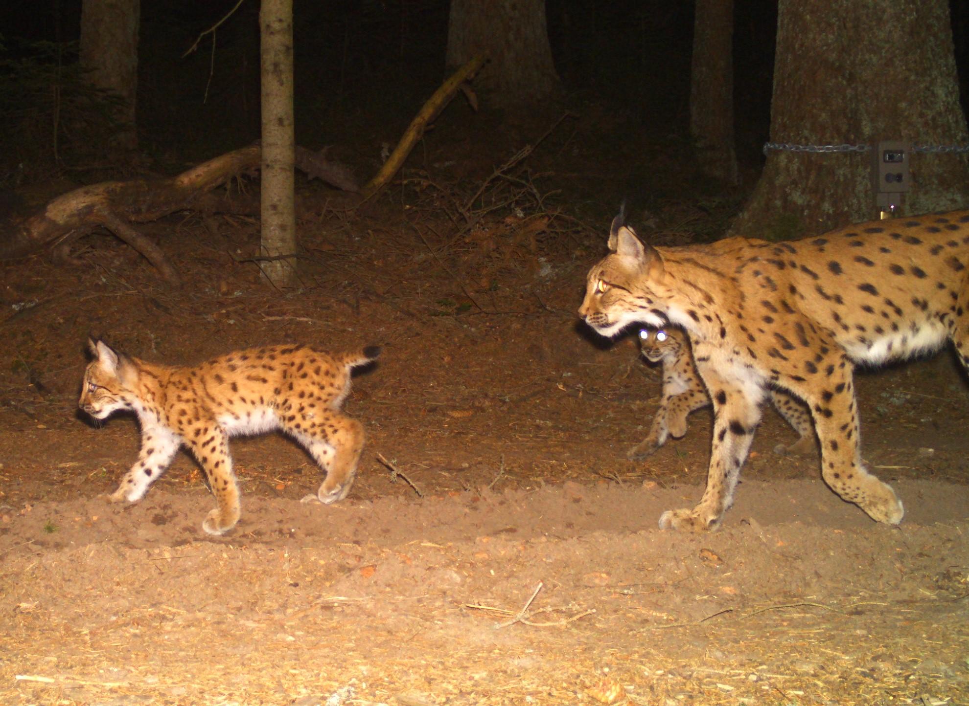  Das Bild einer automatischen Wildtierkamera dokumentiert eine Luchsin mit zwei Jungtieren.