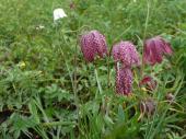 Die seltene Schachblume zeigt auf feuchten, sonnigen Standorten im Frühjahr ihre Blütenpracht.