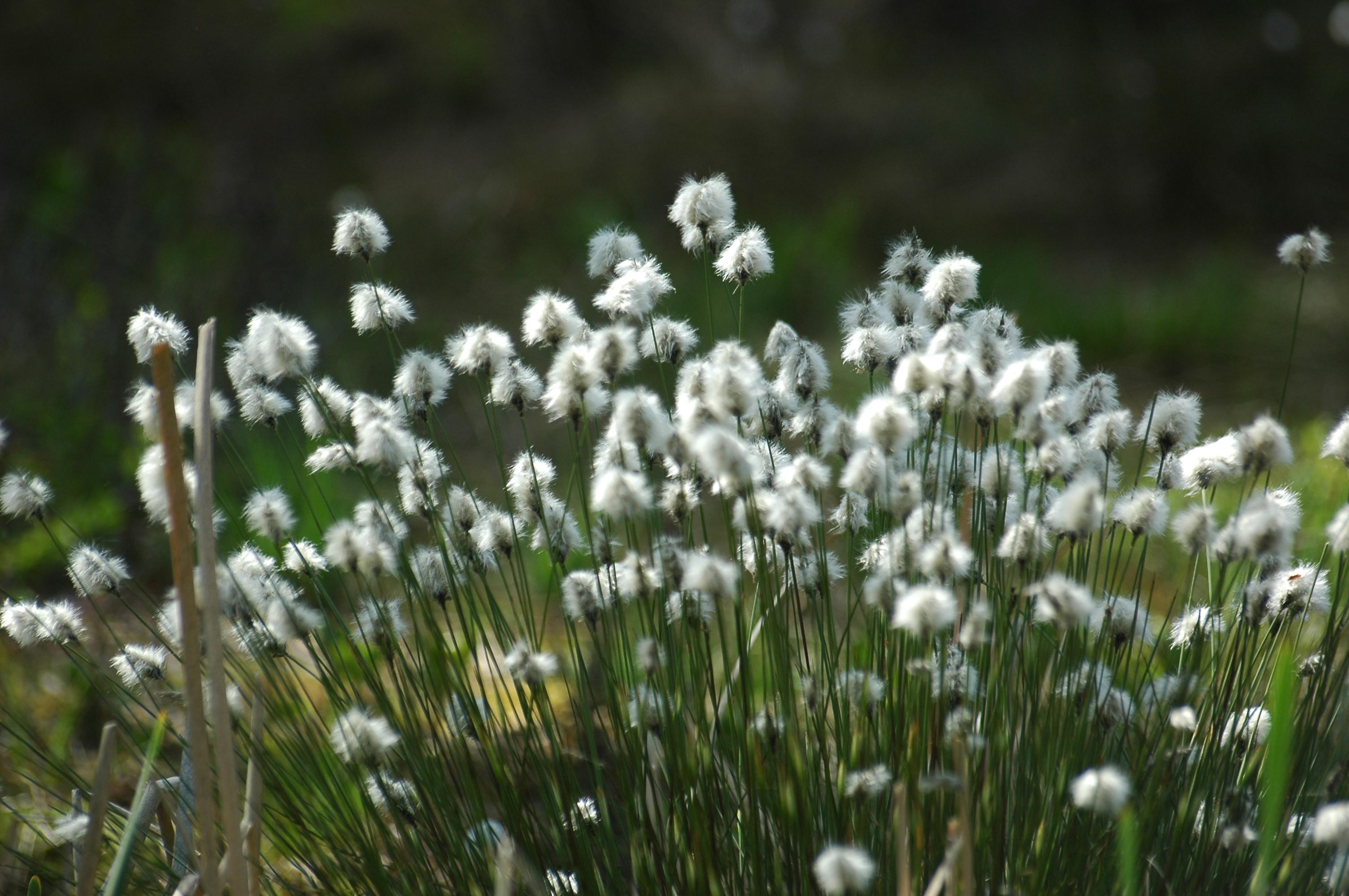  Die Wollschöpfe (= Fruchtstände) des Scheidigen Wollgrases wirken auf Hochmooren wie ein sommerlicher Blühaspekt.