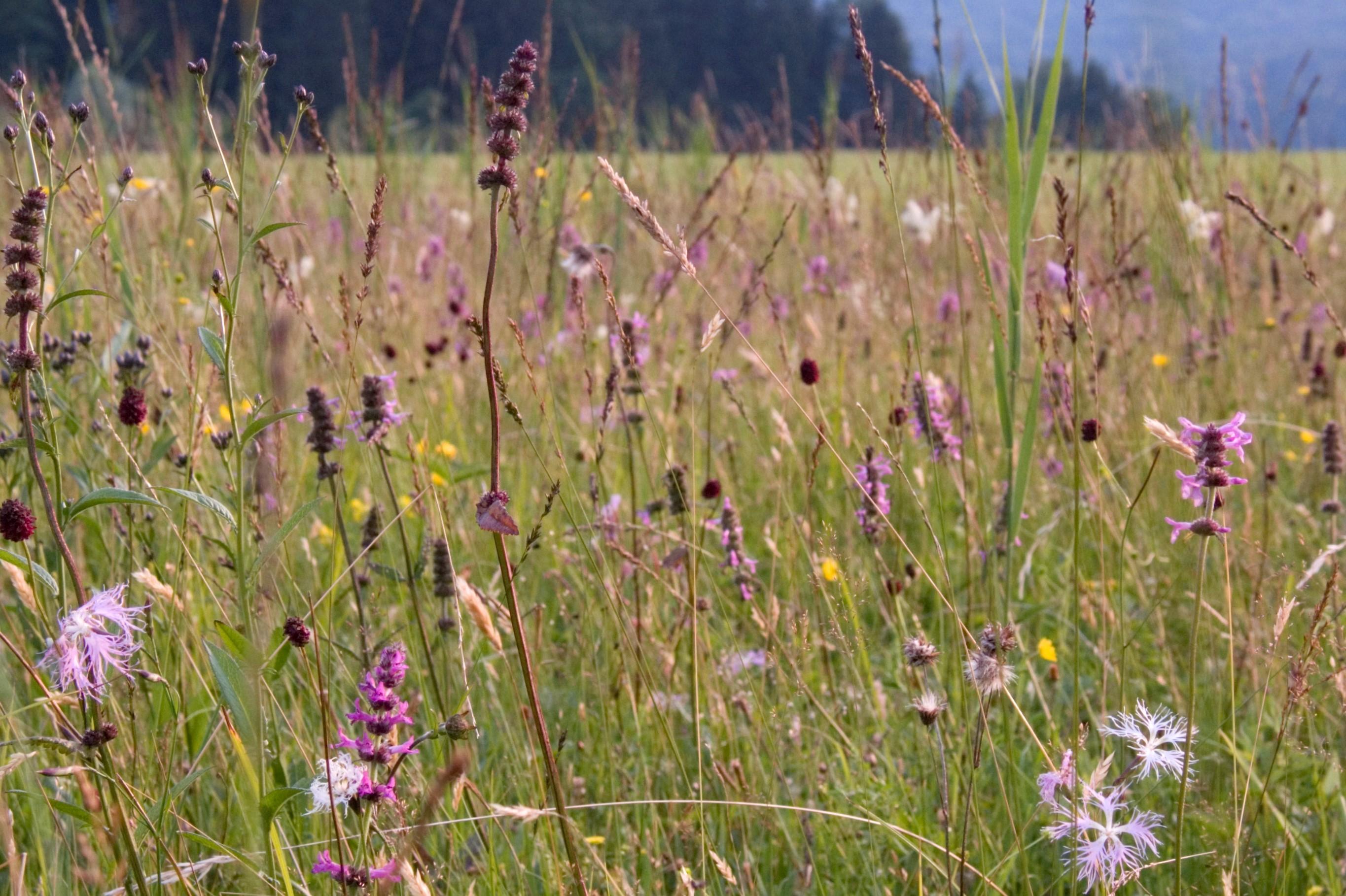 Beim Spaziergang um die Osterseen bieten Pfeifengras-Wiesen durch ihren Blüten- und Insektenreichtum ein besonderes Naturerlebnis. (Quelle: Dr. A. u. I. Wagner) Beim Spaziergang um die Osterseen bieten Pfeifengras-Wiesen durch ihren Blüten- und Insektenreichtum ein besonderes Naturerlebnis.