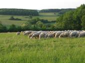 PM 12/2021:  Schafe sind wertvolle Helfer bei der Pflege der artenreichen Magerrasen im Landschaftsschutzgebiet Ammerbachtal. 