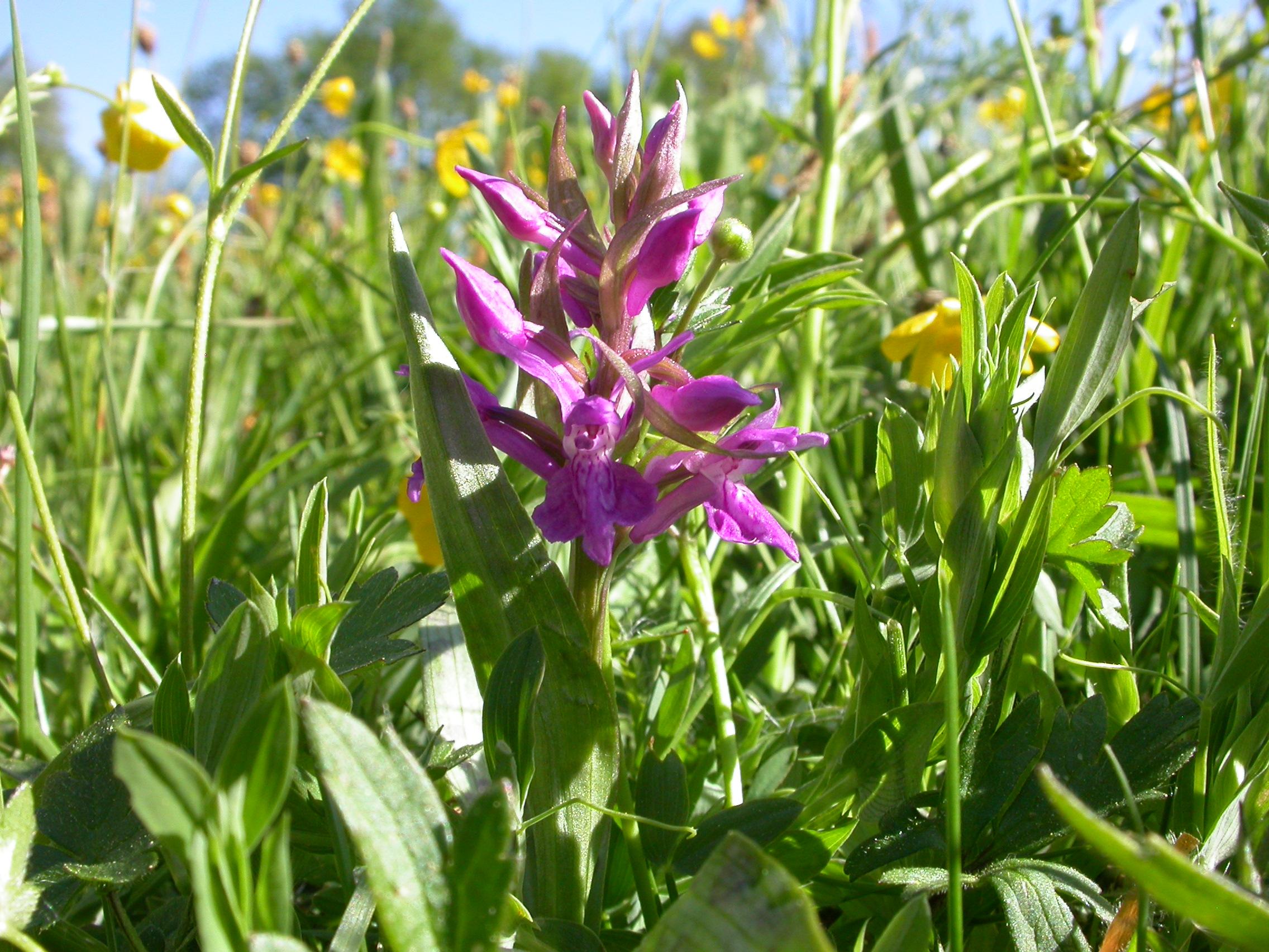 Das breitblättrige Knabenkraut, eine unserer heimischen Orchideenarten, überstrahlt im Frühjahr auf den Nasswiesen alle anderen Blütenpflanzen. (Quelle: A. Burghardt) Das breitblättrige Knabenkraut, eine unserer heimischen Orchideenarten, überstrahlt im Frühjahr auf den Nasswiesen alle anderen Blütenpflanzen.
