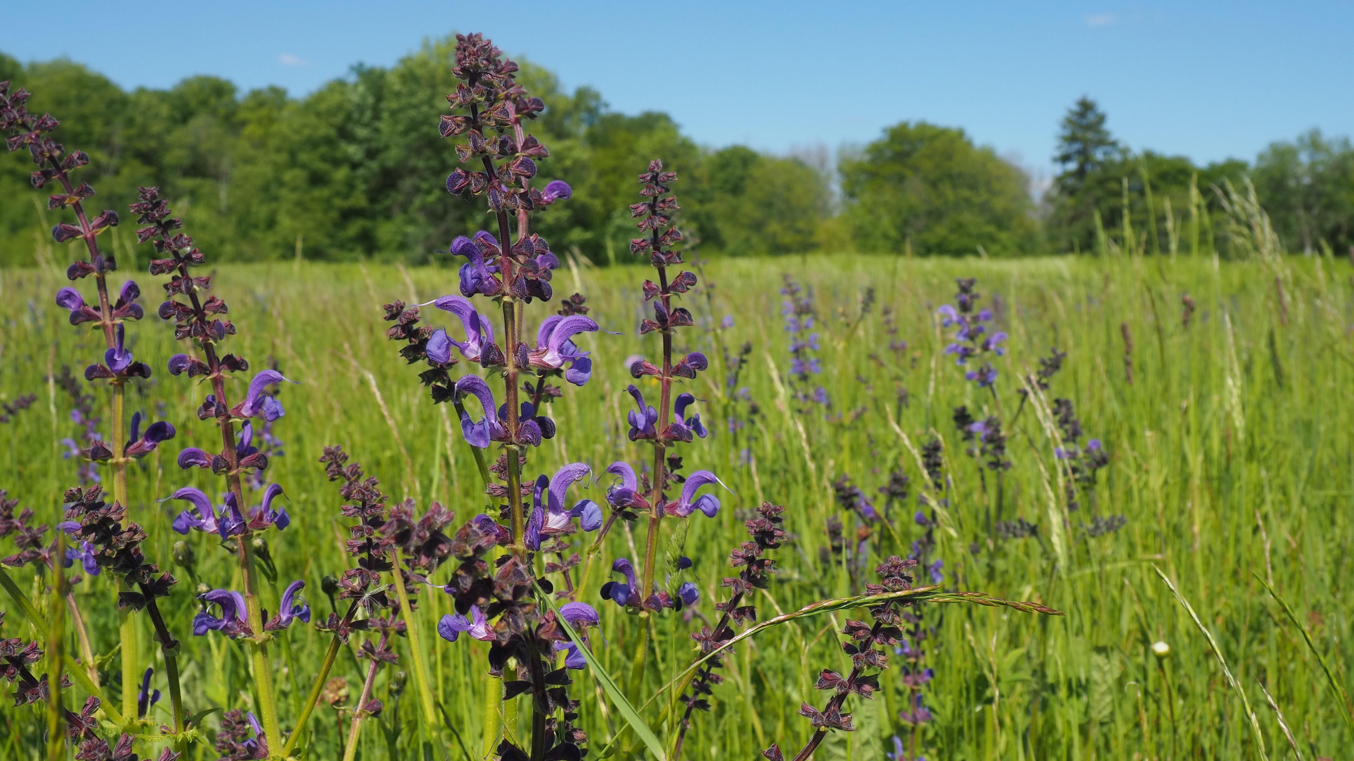 Der blühende Wiesensalbei ist den ganzen Sommer in artenreichen Wiesen rund um Ingolstadt leicht zu erkennen. (Quelle: Marlene Ebertshäuser) Der blühende Wiesensalbei ist den ganzen Sommer in artenreichen Wiesen rund um Ingolstadt leicht zu erkennen.