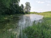 Die Schlammpeitzger wurden in einem teichartigen Abschnitt des Donaugrabens unterhalb von Deggendorf ausgesetzt.