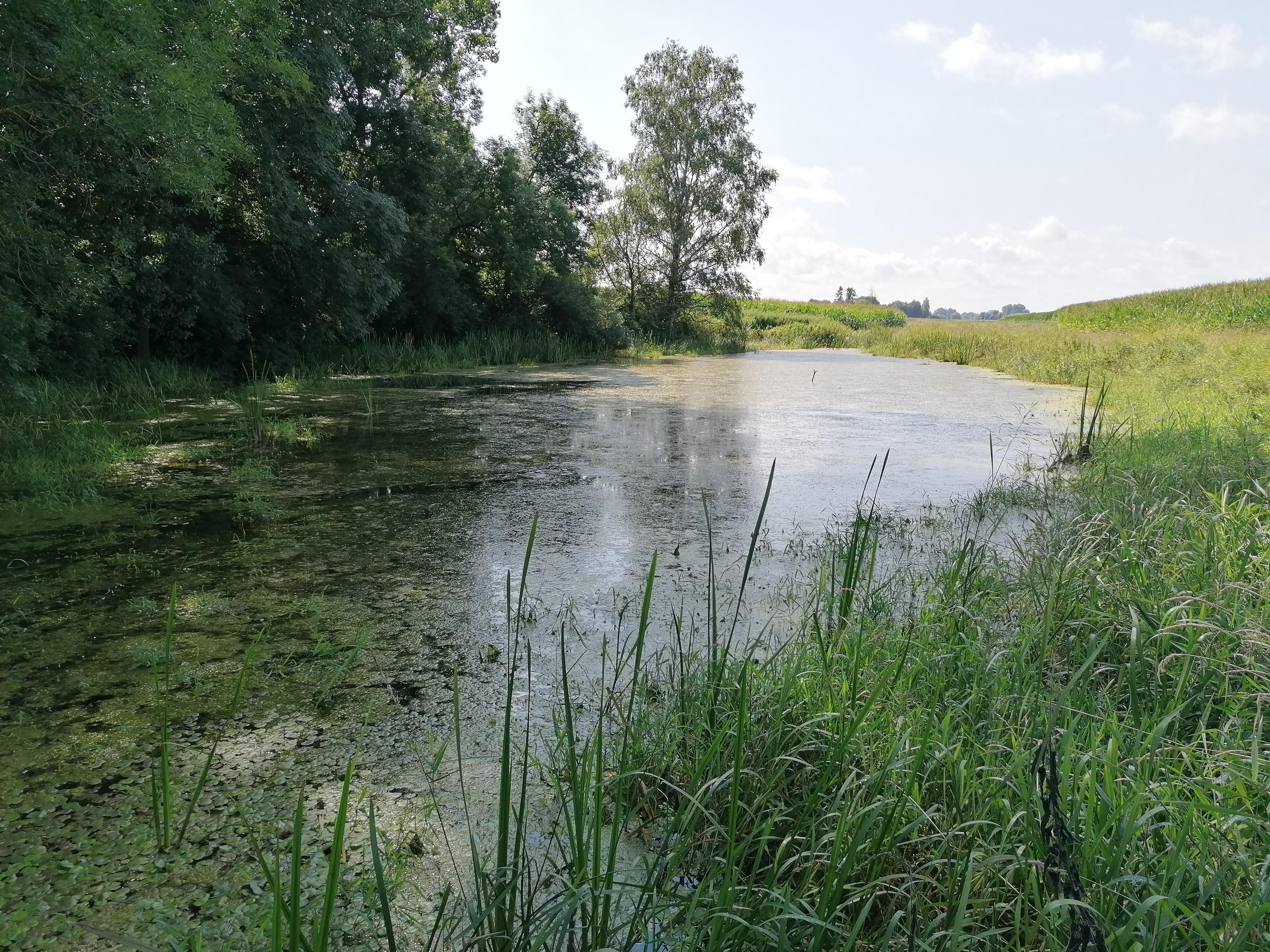 Die Schlammpeitzger wurden in einem teichartigen Abschnitt des Donaugrabens unterhalb von Deggendorf ausgesetzt. (Quelle: LfU/Lukas Ittner) Die Schlammpeitzger wurden in einem teichartigen Abschnitt des Donaugrabens unterhalb von Deggendorf ausgesetzt.